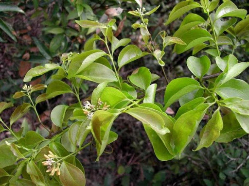Cây Dây củ chi. Strychnos angustiflora Benth. - Cây Thuốc Nam Quanh Ta